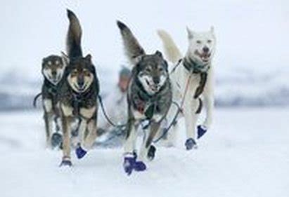 Common Dog Breeds Used - Call of the Wild