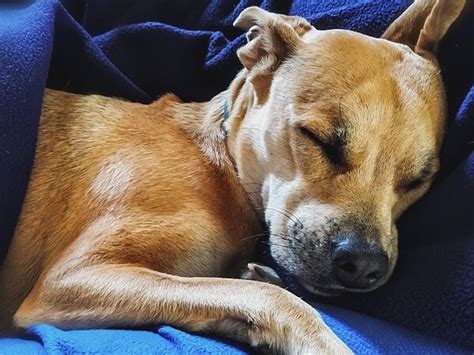 Dog Breathing Fast While Sleeping: Should You Be Concerned? - Dog Leash Pro