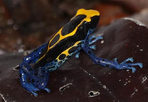 The Most Poisonous Amphibians in the World - Top 10 Most Dangerous ...