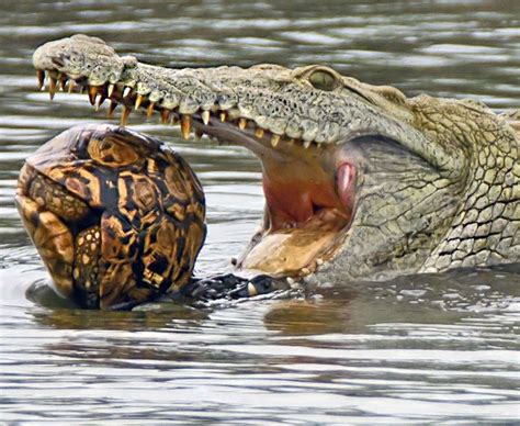 Pin by Husky Mom on Interesting Photography | Hungry crocodile ...