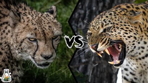 Cheetah VS Leopard - Who Would Win? - YouTube