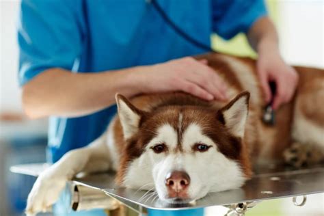 Colitis in Dogs: Symptoms, Causes and Treatments - Raised Right - Human-Grade Pet Food