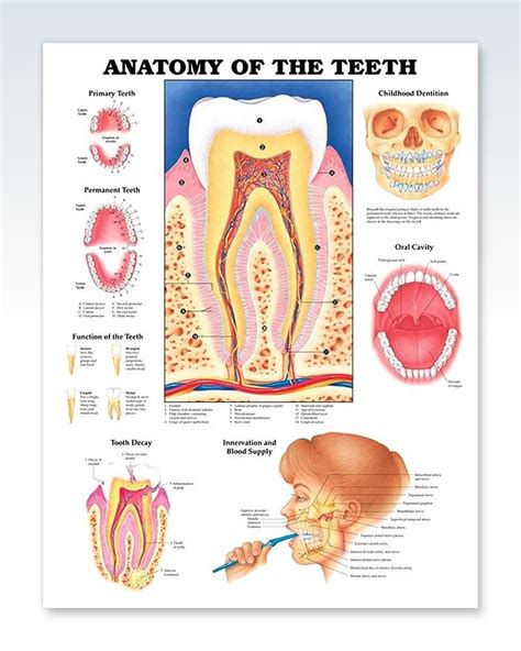 Anatomy of The Teeth Chart 20x26 | Teeth, Dental assistant study, Tooth ...