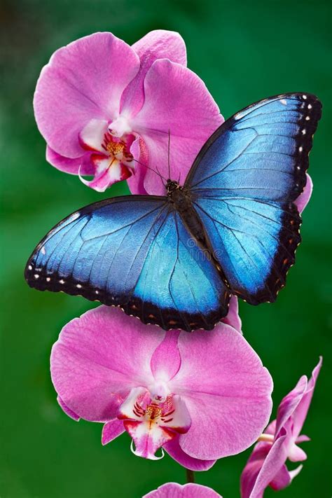 Mariposa Morpho Azul En Una Flor Rosada De La Orquídea Foto de archivo ...