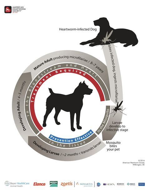 Heartworm disease in dogs