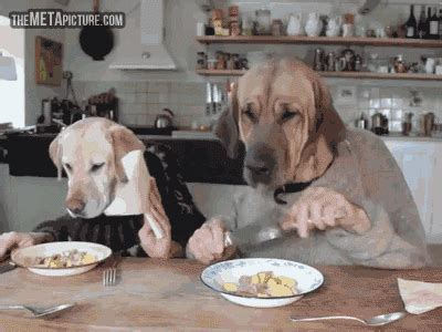 GIF eating dog dog human - animated GIF on GIFER