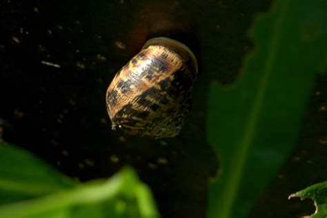 Why snail farming is sweeping across the countryside - Country Life