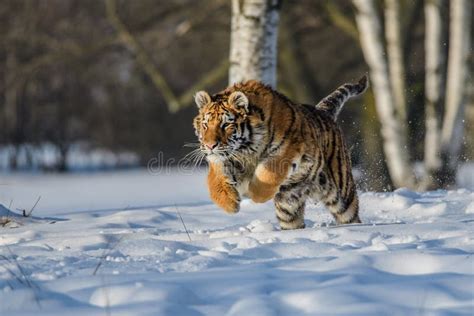 Siberian Tiger Running in Snow. Beautiful, Dynamic and Powerful Photo of this Majestic Animal ...