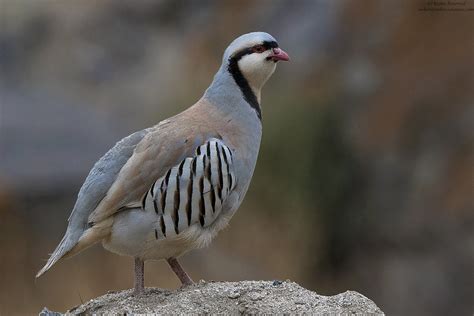 Chukar Partridge ((Alectoris chukar) | This partridge has it… | Flickr