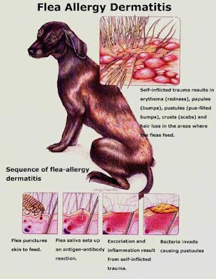 Protecting Dogs from Fleas and Ticks | Australian Dog Lover