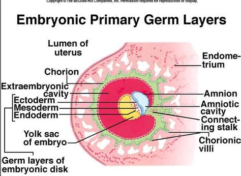 Definition : Germ layers |Genetic Engineering Info