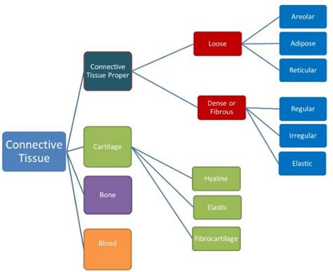 Dense irregular connective tissue - Biology Online Dictionary