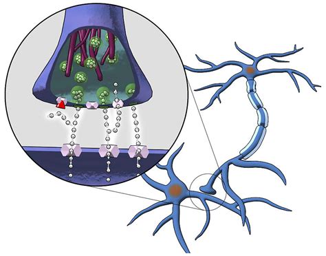 Action Of Serotonin Reuptake Inhibitors Photograph by Equinox Graphics ...