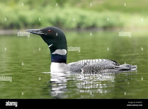 Common Loon Calling Stock Photo - Alamy