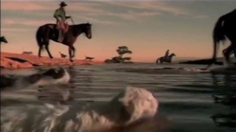 Herding Cats Budweiser Commercial - Funny Cats