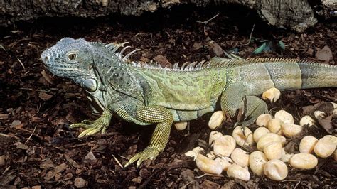 How To Take Care Of Iguana Eggs? | MyPetCareJoy