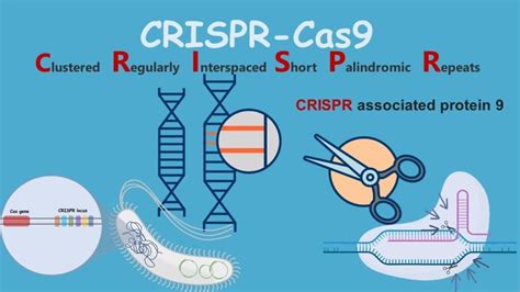 CRISPR-Cas9 Gene editing tool: Introduction, Principles, Uses & Applications