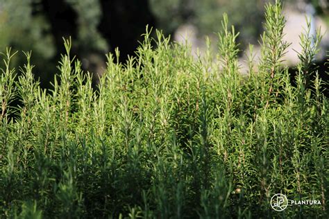 Rosemary: origin, profile, & flowering period - Plantura