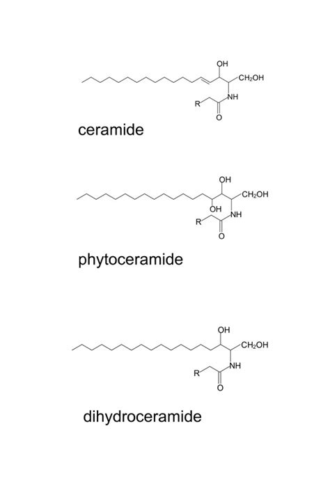 Ceramide Structure