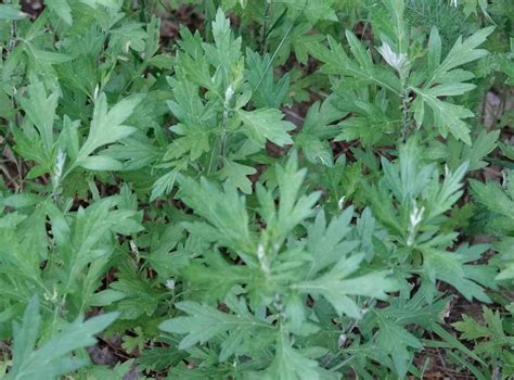 Common Mugwort – 7/12/20 – Sharon Friends of Conservation