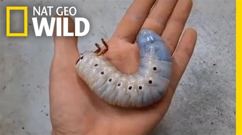 Watch a Hercules Beetle Metamorphose Before Your Eyes | Nat Geo Wild ...