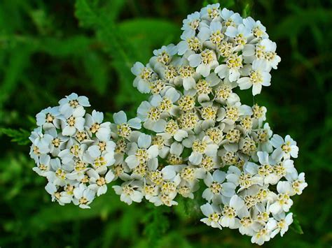 Achillea millefolium - Common Yarrow | World of Flowering Plants