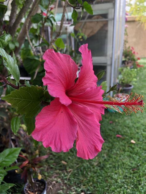 Hibiscus 🌺 | Hibiscus plant, Indoor hibiscus plant, Caring for hibiscus plants