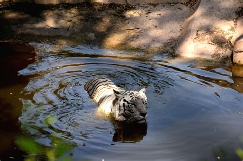 Hyderabad zoo installs coolers, sprinklers to protect animals from heat