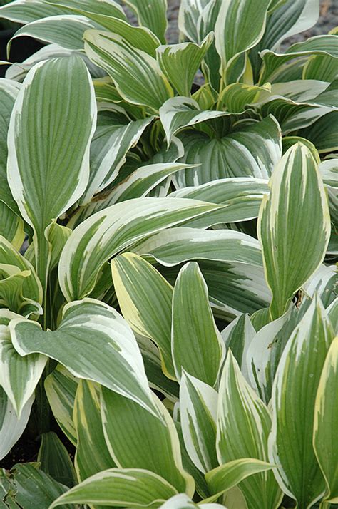 White-Variegated Hosta (Hosta fortunei 'Albomarginata') in Edmonton St ...