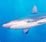 Hammerhead shark - Wikipedia