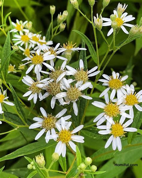 Native White Aster Plants for the Garden ~ Homiful.com | Design ...