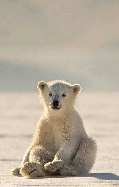 Sitting Polar Bear! Baby Polar Bears, Cute Polar Bear, Polar Cub, Bear Pictures, Cute Animal ...