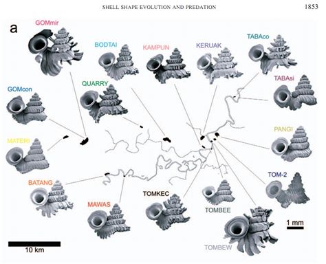 Species New to Science: [Invertebrate • 2008] Microgeographic Evolution of Snail Shell Shape and ...