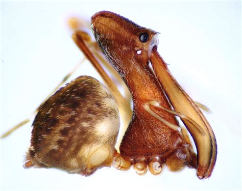 18 new species of spiders that look like pelicans - Cosmos Magazine