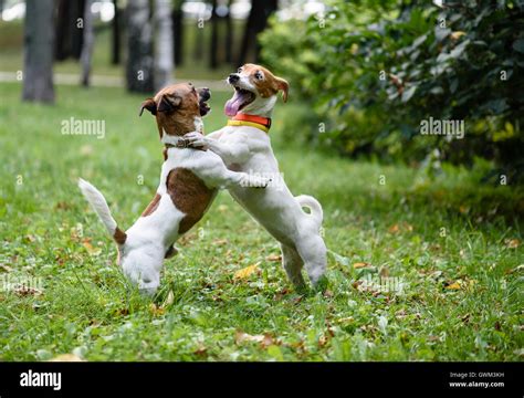 Two funny dogs playing and dancing Stock Photo - Alamy