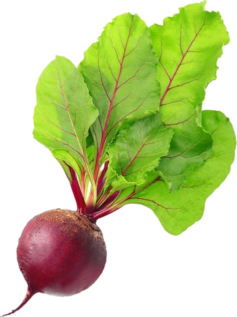 Beet PNG | Download PNG image: beet_PNG13.png