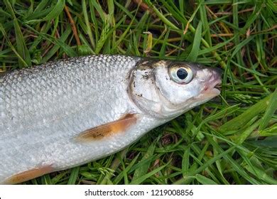 157 Silver cyprinid Images, Stock Photos & Vectors | Shutterstock