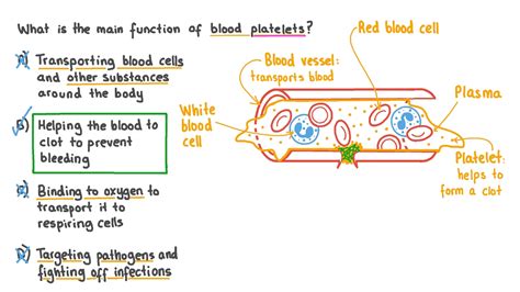 Question Video: Stating the Primary Function of Platelets in the Body | Nagwa