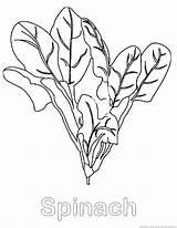Spinach Coloring Pages sketch template