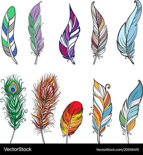 Colorful detailed bird feathers Royalty Free Vector Image