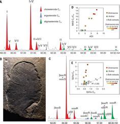 54 Ediacaran Fauna ideas | fauna, palaeontology, fossils