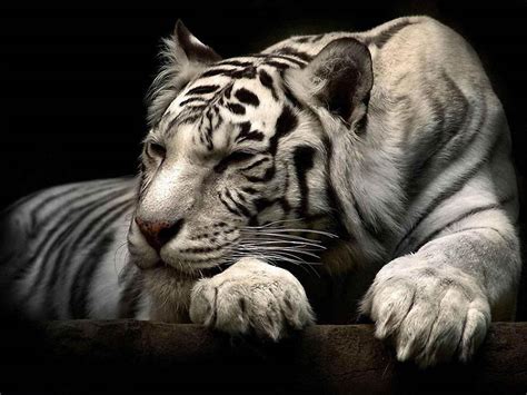 wallpapers: White Tiger Wallpapers