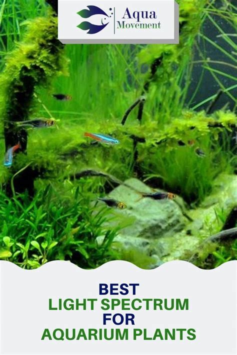 Wondering what is the best light spectrum for aquarium plants? Well, you can just sit back and ...