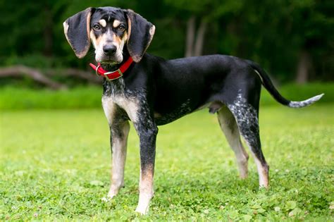 Bluetick Coonhound Beagle Mix Puppy