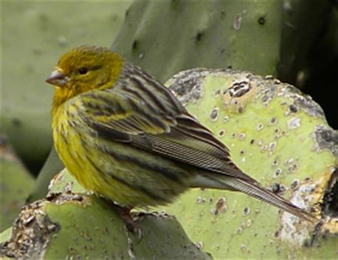 Flora & Fauna of the Canary Islands: Wildlife of Lanzarote ...