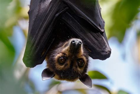 Spectacled flying-foxes (Pteropus conspicillatus) – The Clean Air and Urban Landscapes Hub