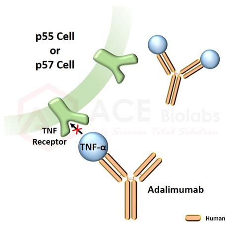 anti-TNF-alpha (Adalimumab) - ACE Biolabs Antibody │ Chemical │ Enzyme