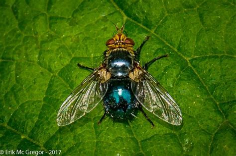 Blue Bottle Fly on a Green Leaf