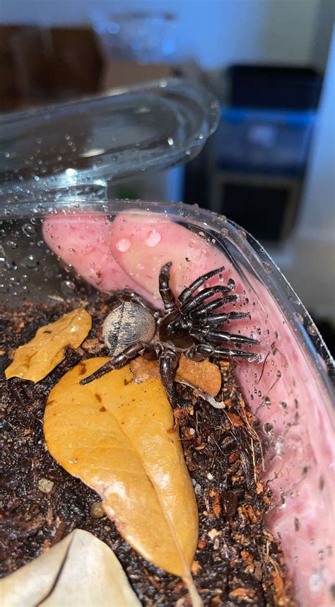 Florida Ravine Trapdoor Spider (Cyclocosmia torreya) – MJS Reptiles