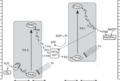 Nadph2